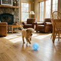 Smart Interactive Dog Ball Lifestyle